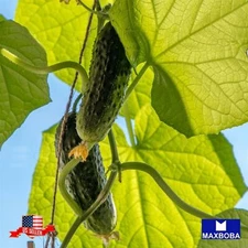 Cucumber Seeds - Spacemaster 80 Non-GMO Heirloom Vegetable