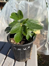 Black Madeira kk Fig Tree 12” High  Last One Available No Shipping to CA or AZ