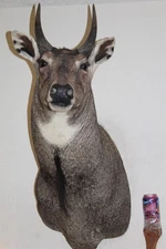 Antelope Nilgai Head Shoulder Mount Taxidermy Whitetail Deer Log Cabin Decor