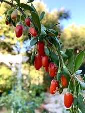 Goji Berry, Wolfberry, Lycium Barbarum - 100 seeds 2025 - USA Seller