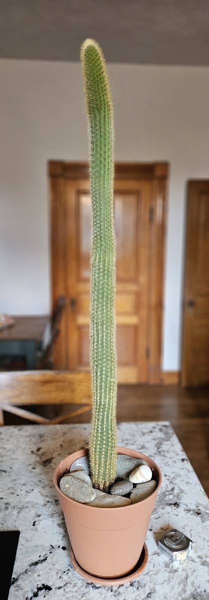 XXL Tall Golden Snake Cactus | eBay