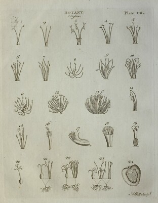 1797 ORIGINALDRUCK BOTANIK KLASSEN VERSCHIEDENE BEISPIELE