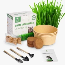 Clearance! Wheat Cat Grass Kit for Indoor Cats - Seeds Growing Kit- USA SOURCED
