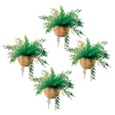 Mysterious Air Fern, Set of 4 ? Water & Soil Free House Plant