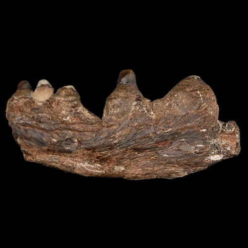 3" Pachyrhizodus Sp Fósil Pez Mandíbula Dientes Dinosaurio Cretácico Era Ozan FM Texas - Imagen 7 de 8