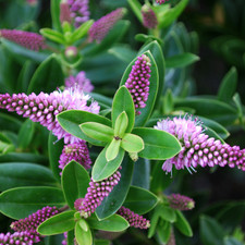 Large, Garden Ready Plant - Hebe New Zealand (Shrubby Veronica), 17cm / 2L Pot