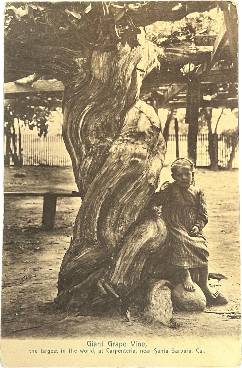 Giant Grape Vine, Carpenteria, Santa Barbara, California, vintage