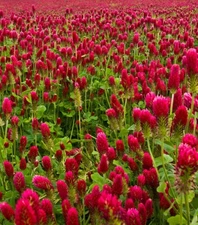 Crimson Clover Cover Crop 1000 Seeds | NON-GMO | Heirloom | (Chicsonabudget)