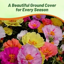 5000 Seeds Moss Rose Portulaca Seed Mix For Planting - Ground Cover Plant