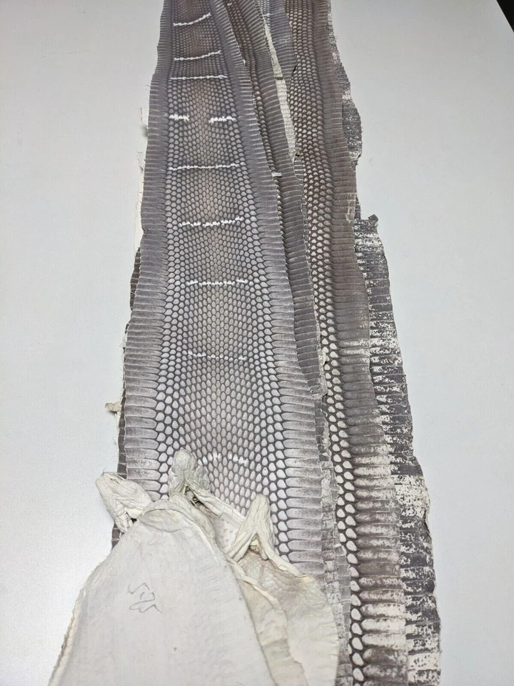 Unbreached Genuine Snake Skin Snakeskin Leather w/ Natural Head - Image 4 of 4