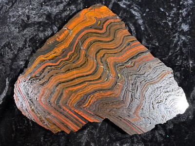 Banded Iron Formation Stromatolite Cyanobacteria Tiger Iron W. Australia 8 