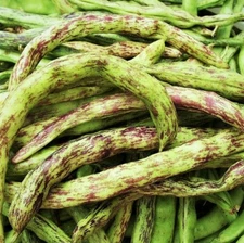 Rattlesnake Bean Seeds, Pole | Vining Purple Green Dragon Runner Beans Seed 2025