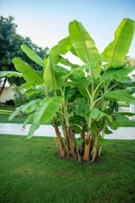 Darjeeling Banana Tree Seeds for Planting (5 Seeds) - Musa sikkimensis
