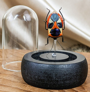 Manface Beetle dome display Damaged Catacanthus Nigripes Taxidermy Oddity