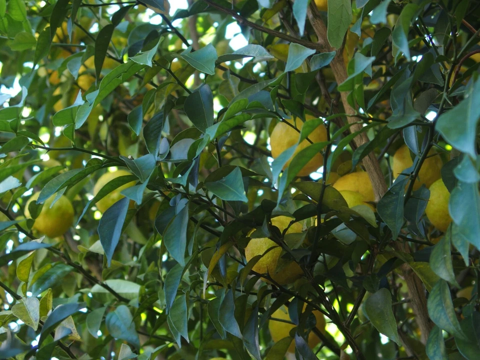 YUZU BIO, CITRON DU JAPON, ÂGÉ DE 8 ANS, 60 CM - Photo 4/4