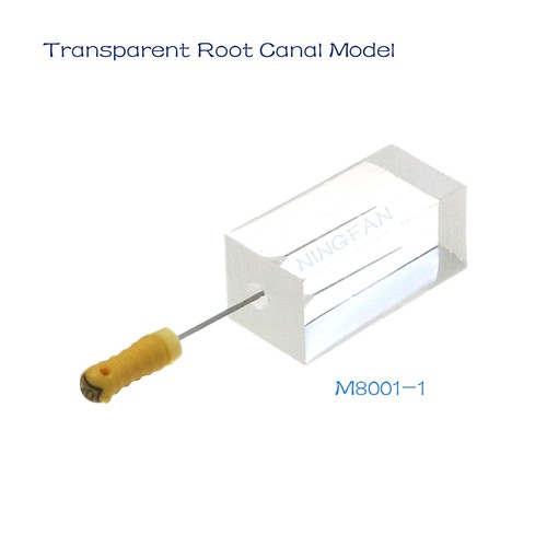 Modelo de dientes de conducto radicular transparente tipodonte dental para práctica endodoncia - Imagen 16 de 37