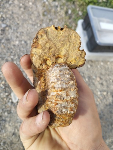Ammonite Douvilleiceras mammilatum Madagascar 109x86mm amonite Fossile - Imagen 4 de 6
