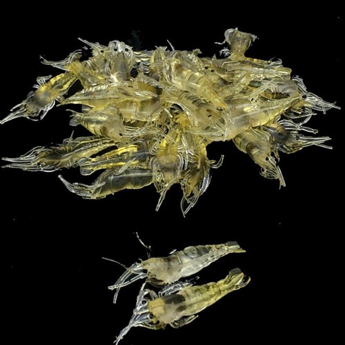 20Pcs Sea Fishing Hook Worm Carp Shrimp Artificial Silicone Fake Bait Prawn Lure - Picture 2 of 10