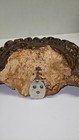 appears to be a dried specimen of a polypore fungus — photo 3
