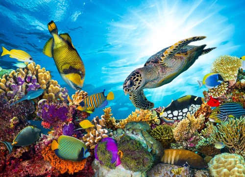 Fotomural TEJIDO BAJO EL AGUA Papel pintado a medida pared peces vida marina XXL - Imagen 11 de 15