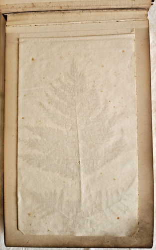 FERNS OF NEW ZEALAND, Pressed Ferns Mounted in Leather Volume, 1880s 1890s - Foto 6 di 22