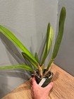 L. lobata `Hackneau' Original Division Species Cattleya Orchid Plant — photo 4