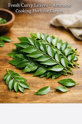 Fresh Curry Leaves   Aromatic Cooking Herb for Curries