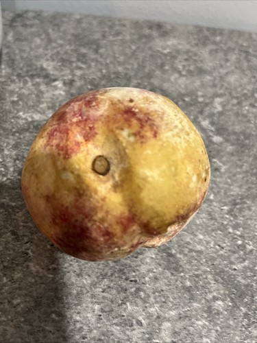 Frutta intagliata a mano pietra italiana vintage - ciliegie arancia uva prugna pesca - Foto 4 di 9