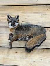 Beautiful Gray fox mount .No reserve