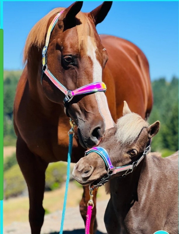 Starpoint Halographic Halter XXL-pony Equestrian Horse Halter 