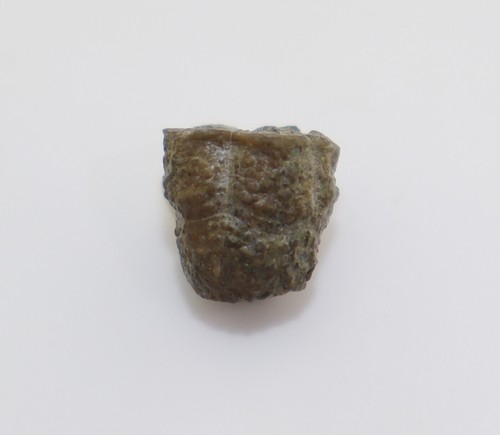 Crinoide, Stylocrinus granulatus, Devon, Eifel, Lissendof, Eifel, BRD -i654 - Picture 3 of 7
