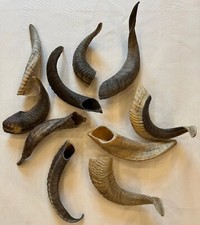 Schafshorn Natur, echtes Schafshorn, Schafshorn, Schafsh&ouml;rner - ca. 15 - 25cm