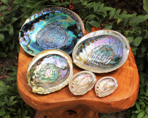 Abalone Shells: Pick A Size - Holds Smudge Sticks, Incense, Crystal Displays etc - Afbeelding 1 van 8