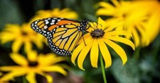 50 Black Eye Susan Yellow Daisy Flower Garden Fresh Seeds