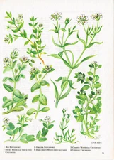 Bog Stitchwort Sticky Mouse Ear Chickweed Flower Vintage Picture 1980 BOWF#75