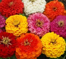 ZINNIA DAHLIA FLOWERED MIX SEEDS 100+ GARDEN bees BIRDS annual Free Shipping