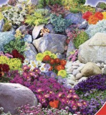 100 x Alpine Rockery Special Flower Mixed Perennial Seeds
