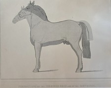 Horse Proportions Print Thoroughbred & Cart Horse Equestrian Study Art