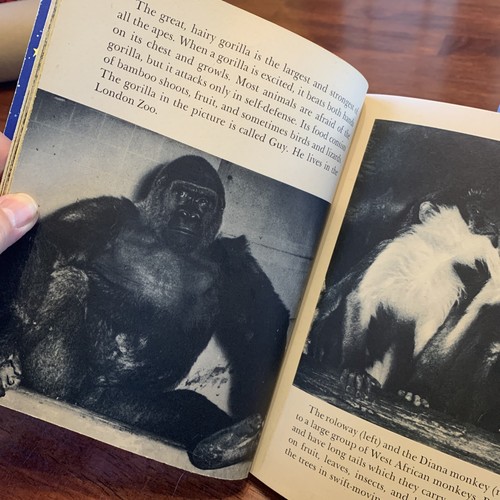 Vintage GIANT Little Golden Book Wild Animals W Suschitzky ‘A First Edition - Picture 8 of 12