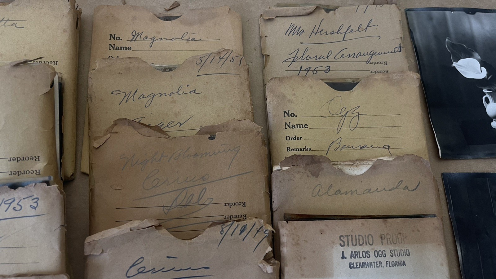 VTG Lot 4x5” Large Format 150+ B&W Photo Negatives Lot FLOWERS 1950s Damaged COA