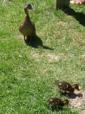 Foto A3 Canonteign Falls: Ente & Entenküken Hennock sorgt dafür, dass sie & #03 c2010