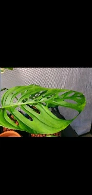 Monstera Epipremnoides Quot Esqueleto Quot Plants Gumtree Australia Inner Sydney Sydney City 1264944460