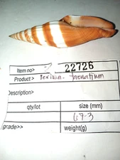 Vexillium Seashell 67.3 mm