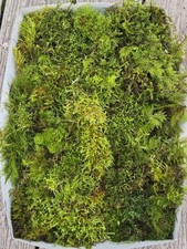 Live Fresh Moss/ PNW Forest Assortment Gallon Size Bag Terrarium Garden Decor