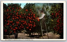 St Augustine Florida~Dr Garnett's Orange Grove~Dr Picks Oranges~1920s Postcard