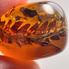 Curled Leaf in Burmese / Burmite amber fossil / 100% genuine amber 