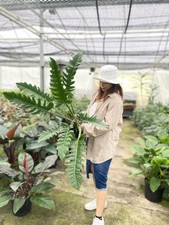 Philodendron ungle Boogie Live Plant 8" Pot Huge Leaves Indoor