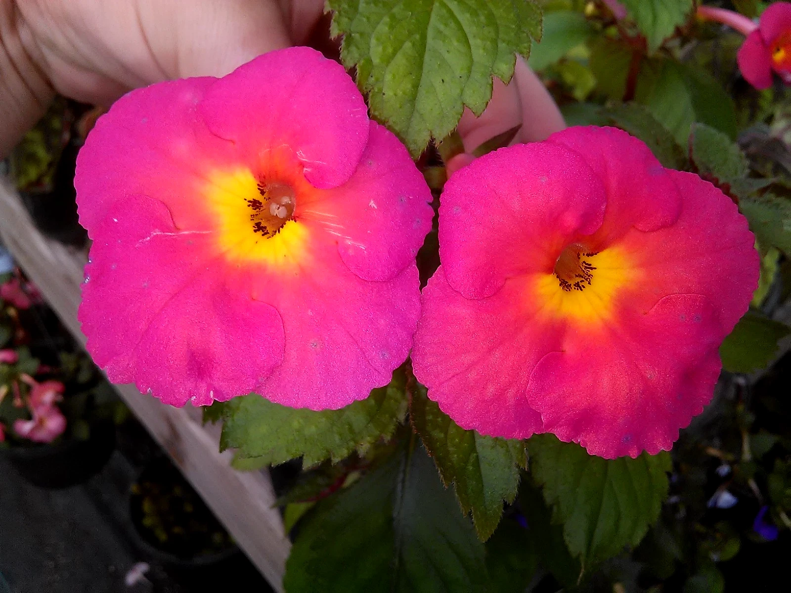 Achimenes ‘SRG’s Aloha’ Four Medium/ Small Rhizomes