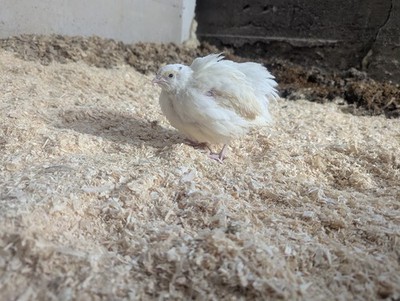 18 Jumbo White Coturnix Quail Hatching Eggs, NPIP Certified