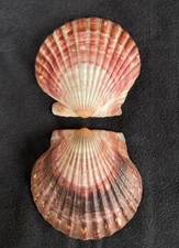 PECTINIDAE Argopecten irradians ir. CHINA PURPLE BLACK 52.3mm Yellow Sea 2014